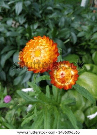 This is a picture of Pot marigold