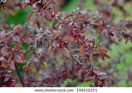 close-up of maroon berries on the bush with succulent leaves