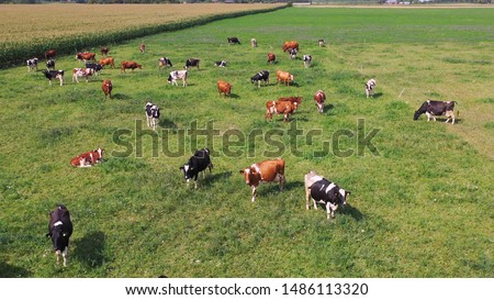 Aerial view of cows herd grazing on pasture field, top view drone pov , in grass field these cows are usually used for dairy production. Royalty-Free Stock Photo #1486113320