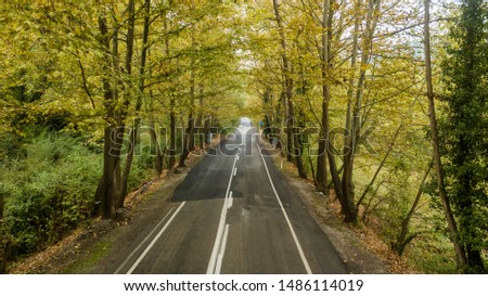 Perfect tree road  in turkey 
