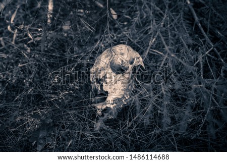 Monochrome photo of a skull of a young roe deer lying in the forest under a spruce tree.