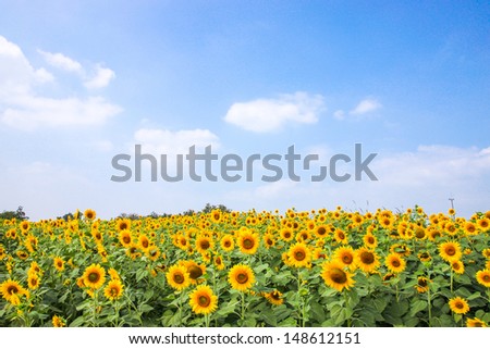 sun flowers field in Thailand. sunflowers. Royalty-Free Stock Photo #148612151