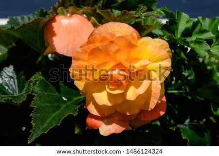 Orange begonia flower and green leaves in direct sunlight in a spring day
