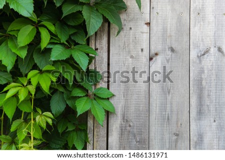 Texture of natural wood and green leaves, background. Copy space.