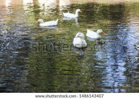 Flock of beautiful white ducks swims in lake on sunny summer day.