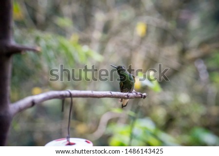 Hummingbird in Colombia (photo taken in forest near Cocora Valley)