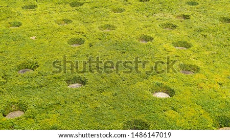 Lawn with irrigation system. Beautiful and well-groomed grass near the house. Top view. Real Grass texture and Pattern. Grass grows under the windows of a skyscraper. 