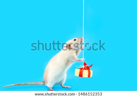 cute decorative rat with cheese gift and red bow on blue background