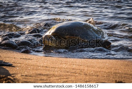 A sea turtle comes onshore from the ocean to a beach.