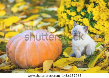 Little kitten sitting near big musk pumpkin. Kitten sitting in a garden on fallen yellow leaves in autumn