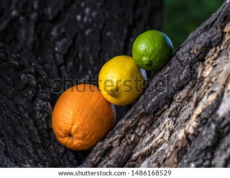 Citrus picture abstract colorful background