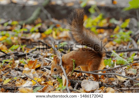 Wild red squirrel in the forest hides a nut