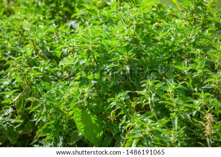 Photo of a plant nettle. Nettle with fluffy green leaves. Background Plant nettle grows in the ground. Plant.