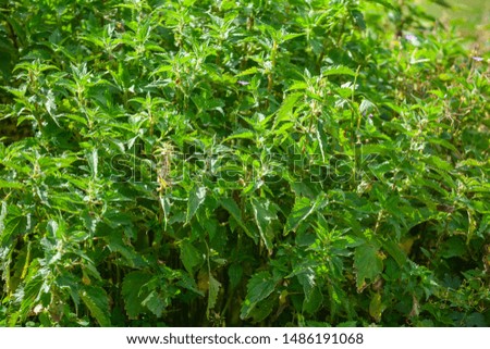 Photo of a plant nettle. Nettle with fluffy green leaves. Background Plant nettle grows in the ground. Plant.