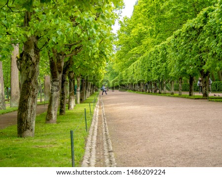 Green alley with beautiful  trees in the park. Beautiful road in the middle of trees at the country side in nation park. Image For desktop, wallpapers, banner. Copy space, text box.