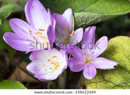 Violet lillium flowers Royalty-Free Stock Photo #148622684