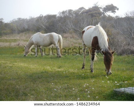 Wild Horses, Assateague National Seashore