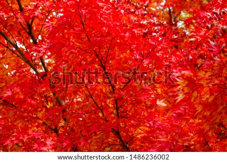 I took a picture of autumn leaves of Japanese maple
