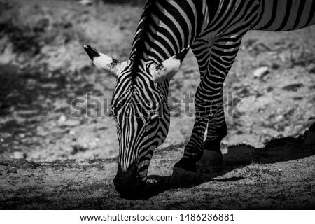 Zebra in black and white 