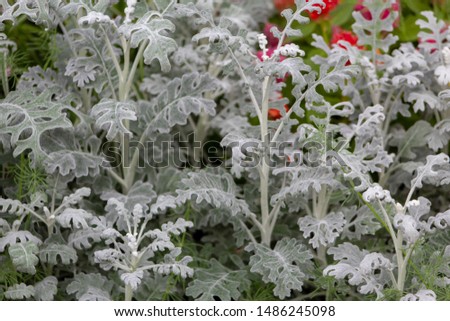 View of dusty miller or silver dust. Small  silver gray plant.