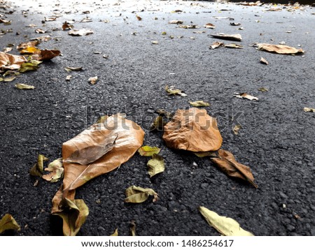 The bread tree leaves fall on the asphalt road. in Taiwan