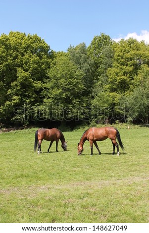 horses grazing in a paddock pair of chestnut horse animals stock, photo, photograph, image, picture 