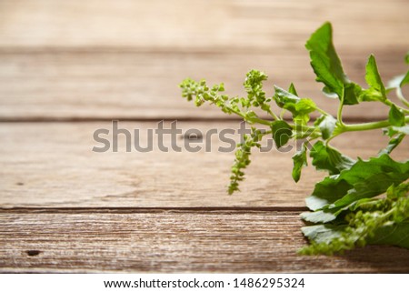 Close up of fresh green basil leaf on wooden table background. 