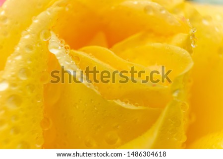 Yellow rose close-up, macro photo. Background flower image, the beauty of nature. The concept of Valentine's Day, Women's Day.	

