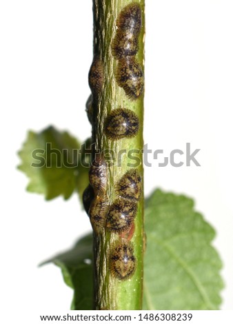 Plant stem heavily infested by scale insects coccoidea isolated on white background