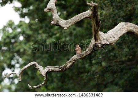 Common Kestrel in the tree
