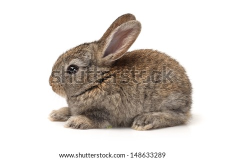 grey rabbit on a white background 
