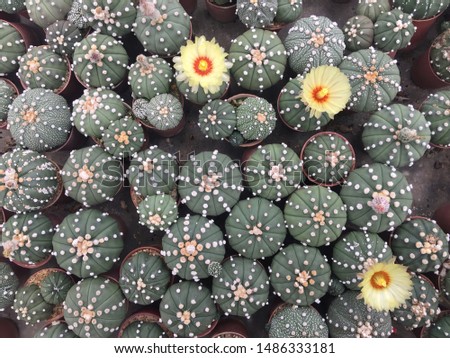 Cactus Flower beautiful in Cactus Garden