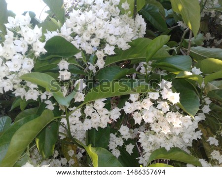 The aroma of white flowers, fragrant Royalty-Free Stock Photo #1486357694
