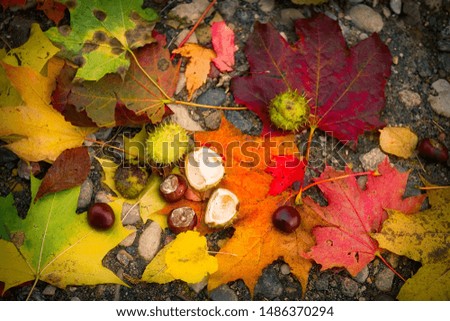 maple leaves in autumn Autumn. Multicolored maple leaves