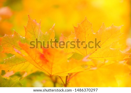 maple leaves in autumn Autumn. Multicolored maple leaves