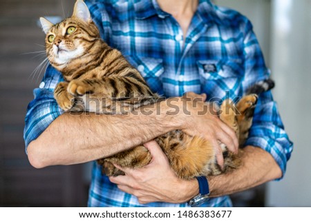 Young man holding a bengal tiger car in his hands. Funny cat pics.