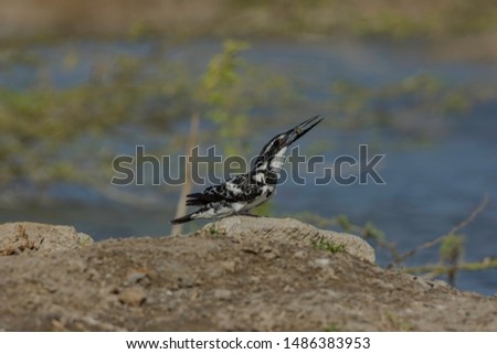 Pied kingfisher (Ceryle rudis) eating a fish.Its black and white plumage, crest and the habit of hovering over clear lakes and rivers before diving for fish make it distinctive.