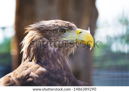 Close up portrait of eagle on blurred background