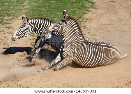 Picture of The Zebra rolling in the dust. Antiparasitic dust bath.