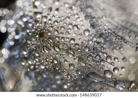 Sparkling tiny water drops on a dandelion- close up