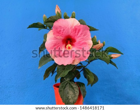 The hibiscus are bright pink in color on the green leaves of a blue background.
