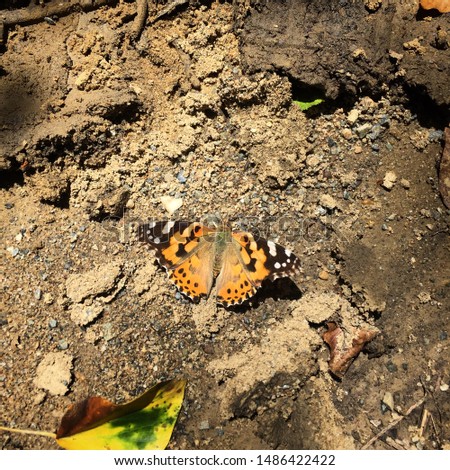 Beautiful Butterfly on the ground