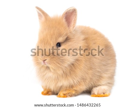 Adorable baby red-brown rabbits isolated on white background. Lovely baby rabbit sitting.