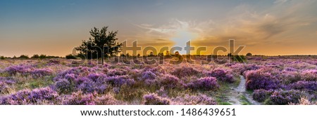 Purple pink heather in bloom Ginkel Heath Ede in the Netherlands. Famous as dropping zone for the soldiers during WOII operation Market Garden Arnhem. Royalty-Free Stock Photo #1486439651