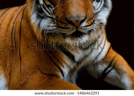 Close up of the face of a bengal tiger
