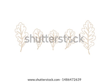 Vector set with autumn oak leaf. Isolated, stylized, in line art style on white background. Outline, linear vintage drawing botanical  illustration. Autumnal leaves, elements for design templates.