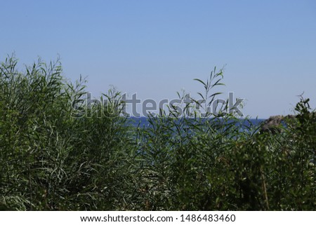 Green thin leaves of Mediterranean vegetation along the Aegean Sea selective focus clear blue sky and blurred sea horizon line