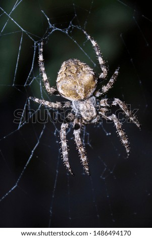 a large spider a cross-stitch on a night hunt sits in its web