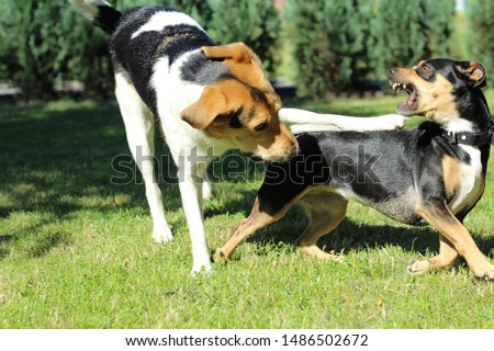 two small dogs fight with each other, play, happy in the yard, in pursuit of a second dog Royalty-Free Stock Photo #1486502672