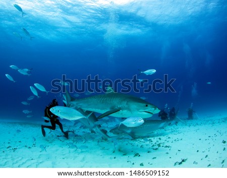 Three Tiger Sharks Close on a Diver. Tiger Beach, Bahamas